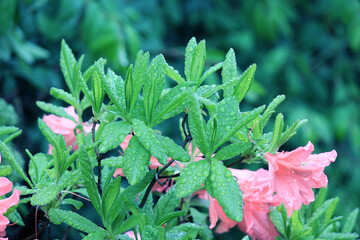 Evergreen growth - rhododendron, during the flowering period.