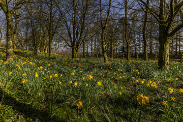 Daffodil garden in Spring sunshine with trees