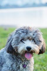 Portrait of a happy little tea cup poodle out for picnic with family