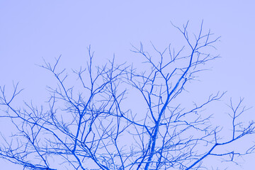 Glowing old and dry tree branches over blue sky