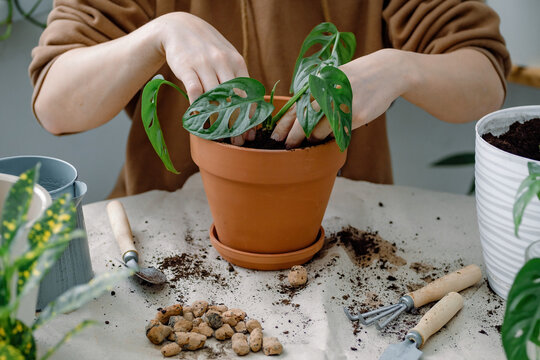 Female hands potting monstera monkey mask. Preparation for transplanting a houseplant using extended clay, soil, shovel, rake and flowerpot.
