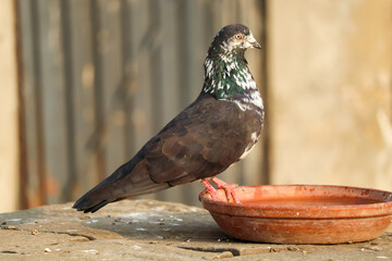 a thirsty pigeon on the bowl of water  