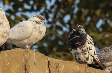 pigeons on the fence