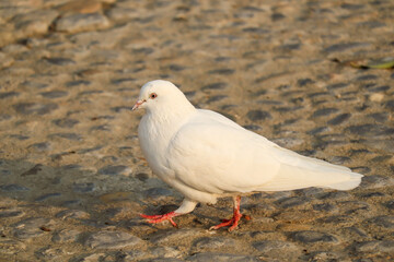 white dove on the ground with blur background