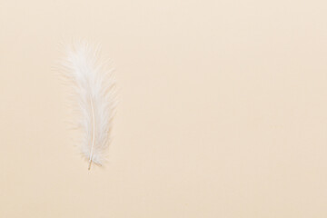 background of brightly colored dyed bird feathers on Colored background, top view. Copy space