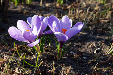 Crocuses are spring flowers. Blooming crocuses in the garden. Sunny time spring day with sunlight. Close-up.