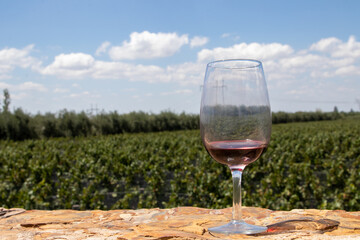 Vineyards of Mendoza, Argentina