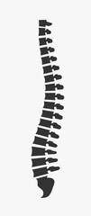 Side view of the spine on a white background