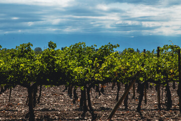 Fototapeta na wymiar Vineyards of Mendoza, Argentina