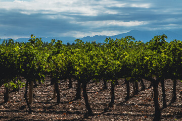 Fototapeta na wymiar Vineyards of Mendoza, Argentina