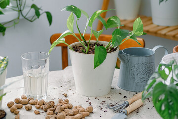 Composition with just potted epipremnum stem cuttings, watering can, shovel, rake, expanded clay, glass of water. Concept of home gardening, hobbies and leisure.