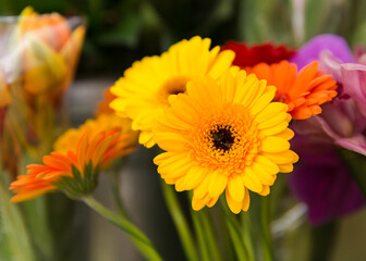 A beautiful bright bouquet of blooming fresh gerberas for a gift collected by an experienced florist