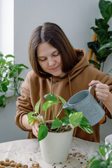 A young caucasian woman watering just potted scindapsus epipremnum houseplant. Gardening space with soil, shovel, rake, extended clay for drainage.