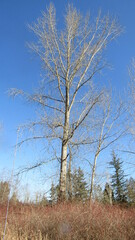 birch tree