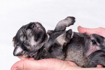 A small blind newborn puppy sleeps on a hand on a white background. Caring for pets. National Puppy Day