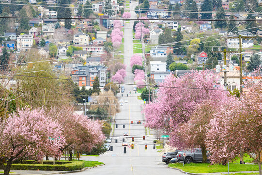 Seattle neighborhood as spring trees bloom pink