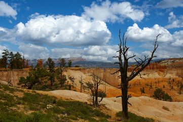 Fototapeta na wymiar Wunderbarer Bryce Canyon