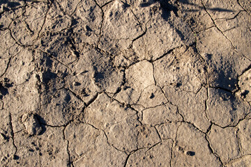 
cracked ground texture