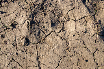 
cracked ground texture