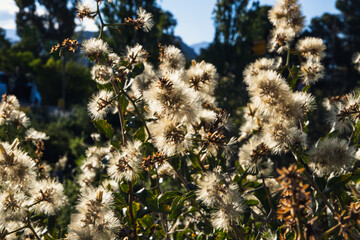 Vegetation of Mendoza