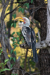 yellow billed hornbill in a tree