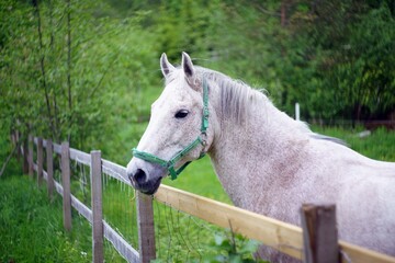 white horse on a farm