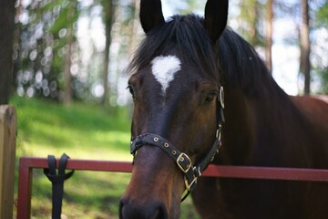 Fototapeta premium brown horse portrait