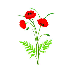 Poppy flowers, vector illustration. Red flowers, buds, stems.