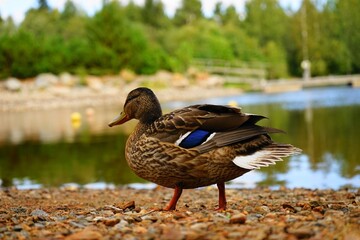 duck on a pond