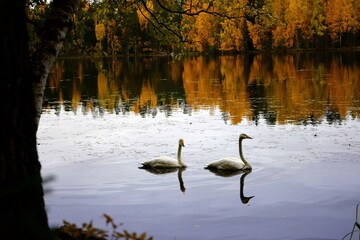 swans on the lake