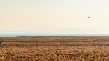 Large field of reeds at the autumn lake Balaton. - obrazy, fototapety, plakaty