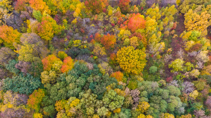 Autumn forest aerial drone view