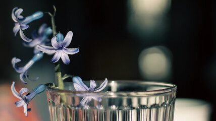 Flowers in a glass