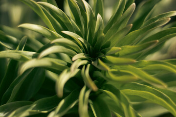 Lily leaves