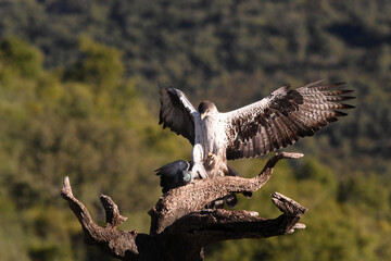 Aguila perdicera con una presa en el campo