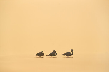 Silhouette of Greater Flamingospreening in the morning hours at Asker coast of Bahrain