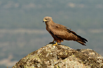 Milano negro en las piedras