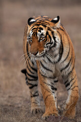 Naklejka premium Closeup of a Tigress, Ranthambore Tiger Reserve, India