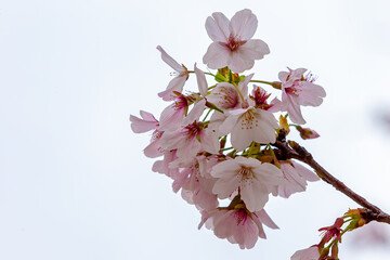 Pink almond blossom blooms in early spring.