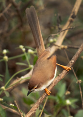 Yellow-eyed babbler at Bhigwan bird sanctuary Maharashtra