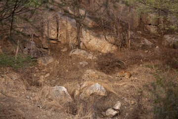 Leopard resting at Jhalana National Reserve, Jaipur