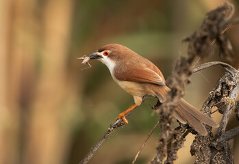 Yellow-eyed babbler with a insect at Bhigwan bird sanctuary Maharashtra