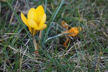 Krokus - Szafran wiosenny,  gatunek bulwiastej byliny należącej do rodziny kosaćcowatych....