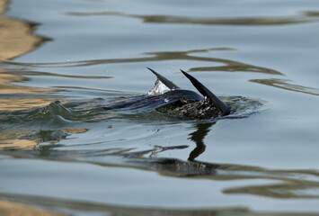 Indian cormorant diving and fishing at Bhigwan bird sanctuary Maharashtra