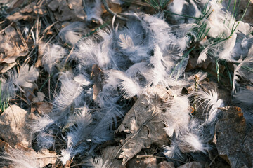 Feathers of a dead bird scattered on the ground