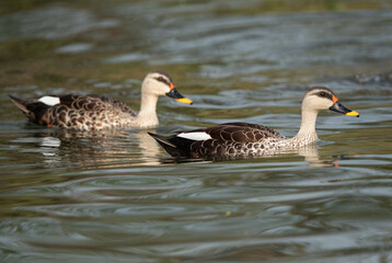 A pair of Indian spot-billed duck swimming at Bhigwan bird sanctuary, India
