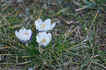 Krokus - Szafran wiosenny,  gatunek bulwiastej byliny należącej do rodziny kosaćcowatych....