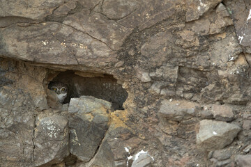 Spotted owlet watching from inside the nest at Bhigwan bird sanctuary Maharashtra