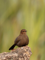 Indian Robin on a rock at Bhigwan bird sanctuary Maharashtra, India