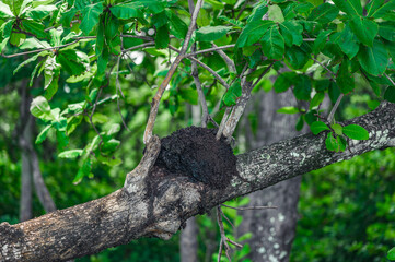 Termite mound on tree in wild nature jungle